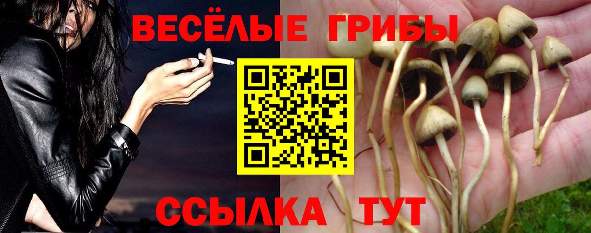Псилоцибиновые грибы Psilocybe Ивантеевка